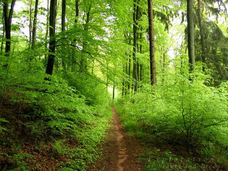 Green way - grass, trees, forest, green