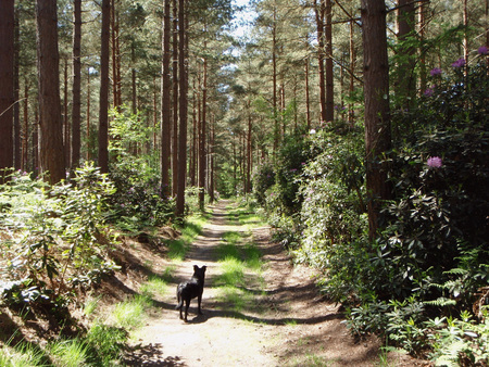 Fir Walk - may, pines, surrey, hot, firs, sunshine