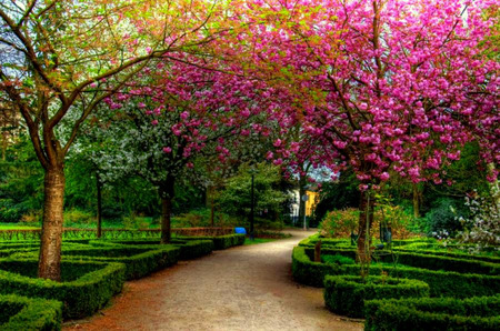 Serene Walkway - pink blossoms, magnolia blossoms, trees, walkway, park, hedges, path