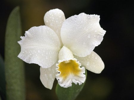 White orchid - orchid, white, flower, pretty