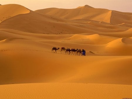 Sahara desert - orange, nature, desert, sahara