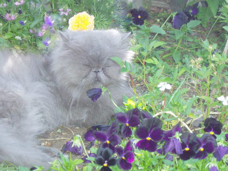 Blossom in the Pansies. - cat, flowers, sleepy, rose, pansies