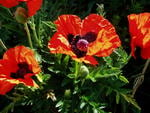 Poppies in our garden.