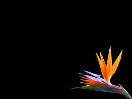 Paradise bird - nature, orange, black, flower