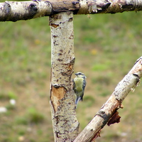 Blue-tit at Stanwick Lakes