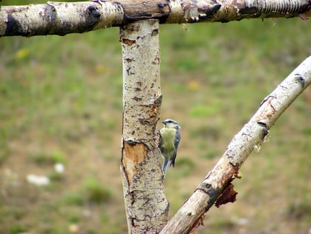 Blue-tit at Stanwick Lakes