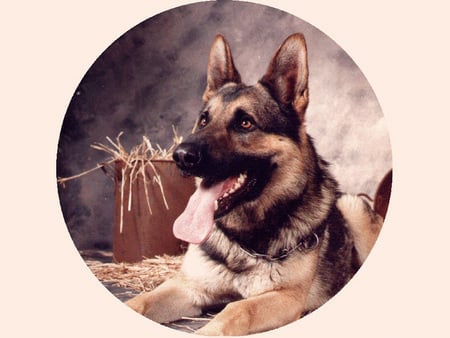 MY NAME IS RIN TIN TIN