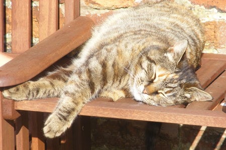 Erica in the sun. - contentment, paws, sleeping, sun, cat, rest