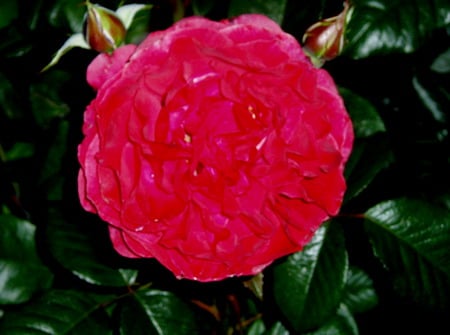 Red Rose, - red, rose, beauty, leaves, green