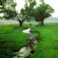 Trees near river