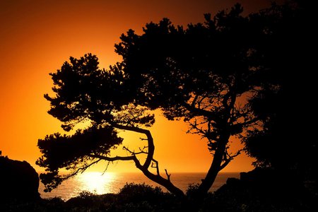 Fire dunset - trees, nature, sunset, sun