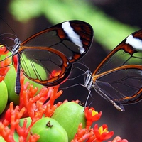 Flight and fruit