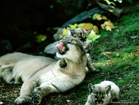 mother puma and cubs - puma, cubs, baby, trees, forest, family, cute