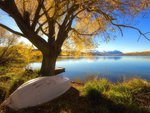 Boat, tree and lake