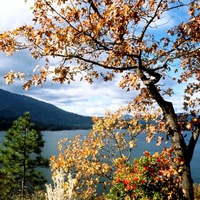 Golden trees and lake