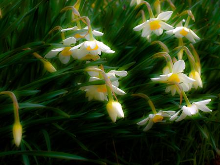 Beautiful Flowers - daffodil, daffodils, lovely, nature, beautiful, green, colors, flowers, grass