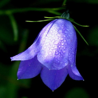 bluebell