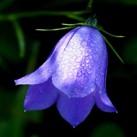 bluebell - bluebell, morning sunshine, mountain flower, dew