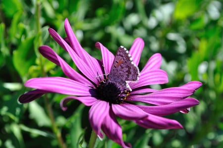 Purple Daisy with Butterfly - purple, daisy, butterfly, flower