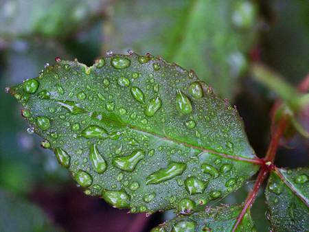 Drops on Leaf - water drop, nature, leaf, green