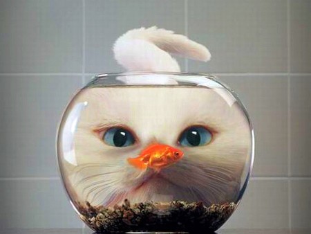 Cat w fish - fish, picture, cat, cool