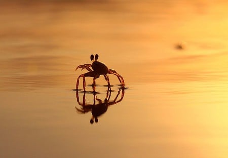 Crab on Beach - photography, crab, cool, on beach