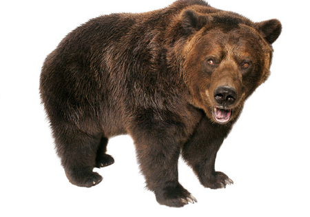 Grizzly - bear, grizzly, dangerous, animals