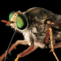 Delhi Sands flower loving fly