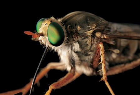 Delhi Sands flower loving fly - flower fly, insects, animals, delhi