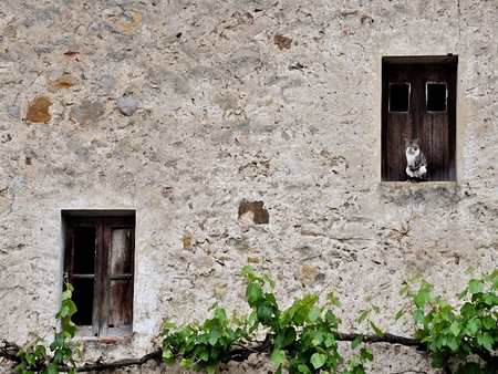 acechando-desde-mi-rincon - stone, house, cat, wall