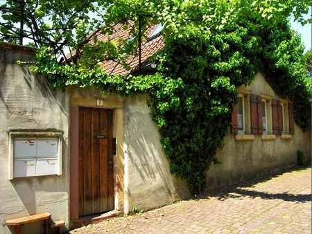 a-summer-day - plant, summer, street, house