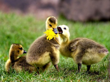 ducklings - famimy, flower, cool, cute, duck, picture, ducklings, grass