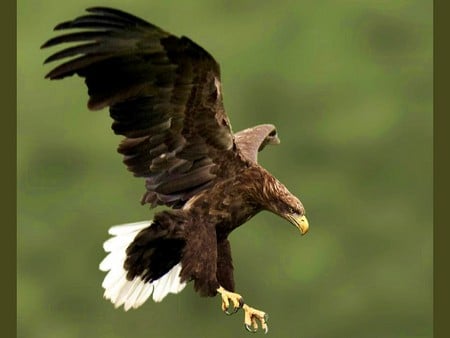 Eagle - picture, eagle, cool, white tail