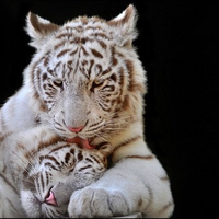 White Tigers