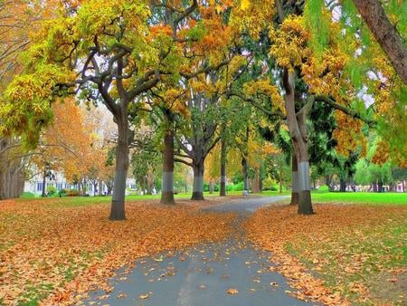 an-autumn-day-at-the-park - trees, autumn, day, park, leaves