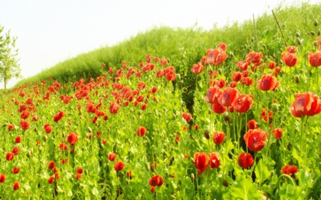 poppy heaven - field, flowers, poppy, heaven