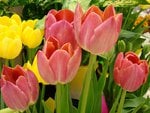 Colorful tulips