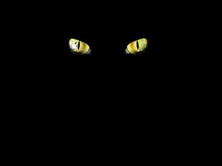 Feline eyes - black, eyes, feline, cat