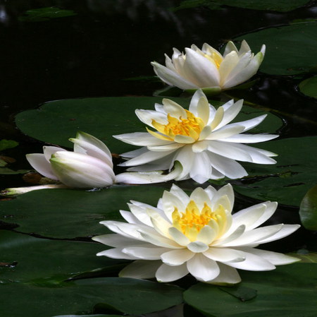 lotus - white, lotus, pond, delicate