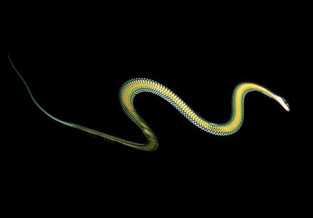 Flying snake - flying, snake, green, reptile, black background, asia