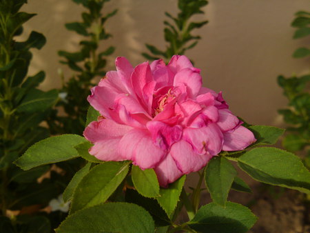 pinky  rosa - roses, pink, flowres, garden