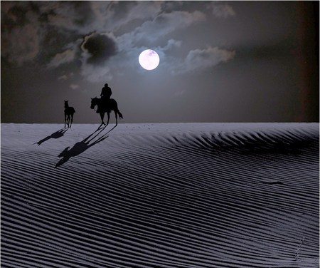 Heading home - desert, homeward, colt, horseman, night, moonlight