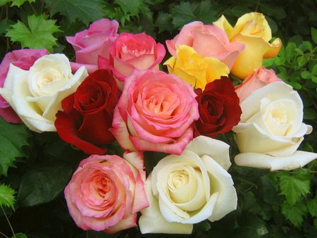 Lovely pink - bouquet, flowers, roses, petals