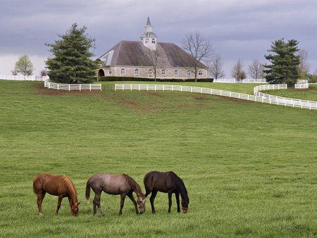 My farm longed - house, horses, landscape, grass, farm