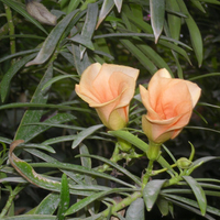 Bright orange flowers