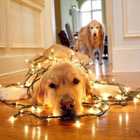 Dogs light up your life