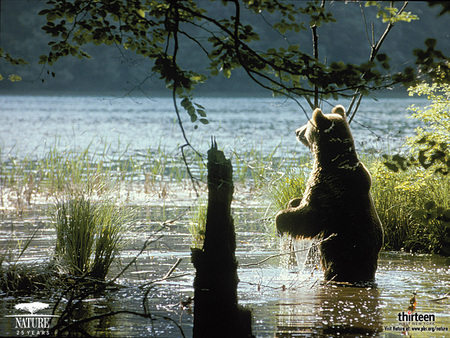 thr bear what that sound - bear, trees, water, nature, grass, animals