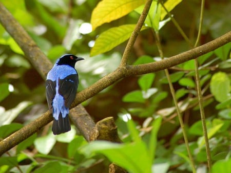 Black and Blue - bird, picture, cool, black and blue