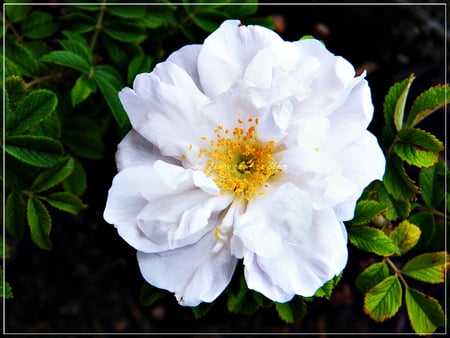 beauty in white - white, nature, green, photography, flower