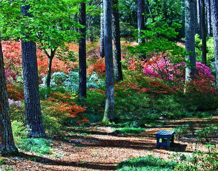 Time to reflect - flowers, bench reflect, colorful, trees, woodland, plants